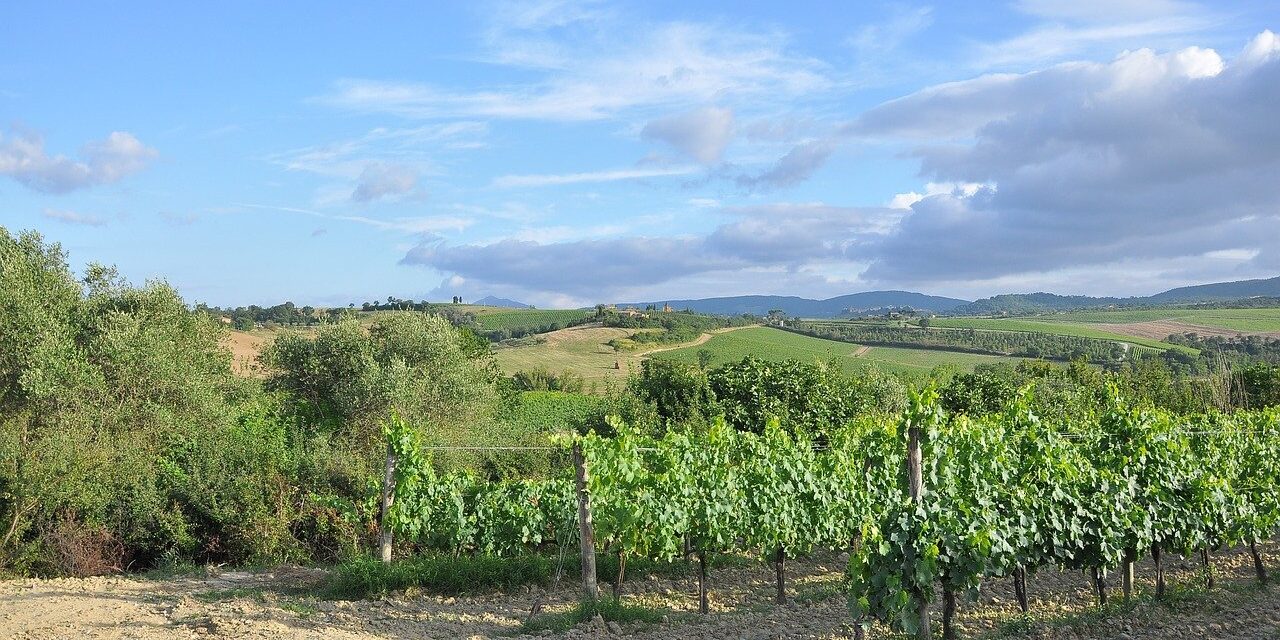 poljoprivreda vinograd