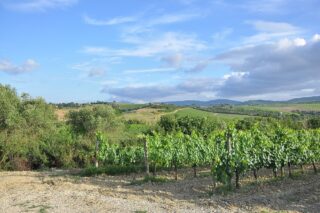 poljoprivreda vinograd