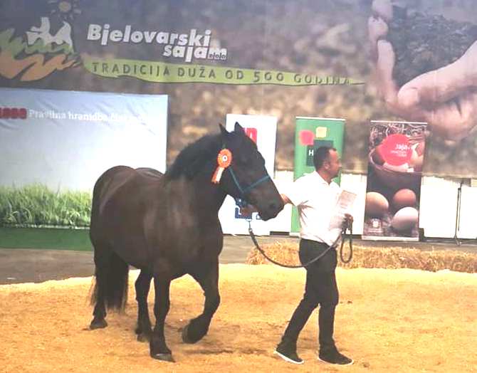 ž