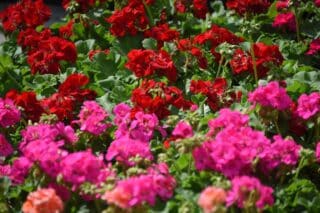 U Svetvinčentu se održava sajam cvijeća Festival od rožic