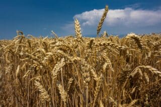 Grabovac: Žetva pšenice u punom jeku na polijma u vlasnistvu tvrtke Belje