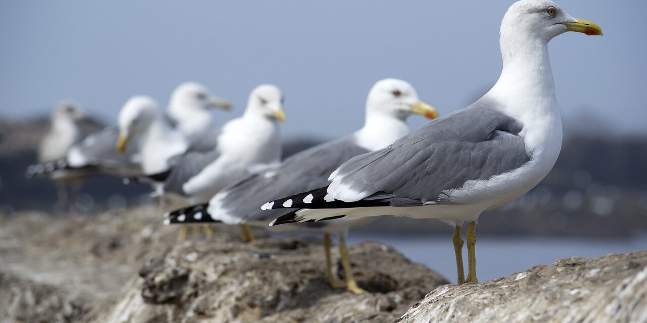 galeb