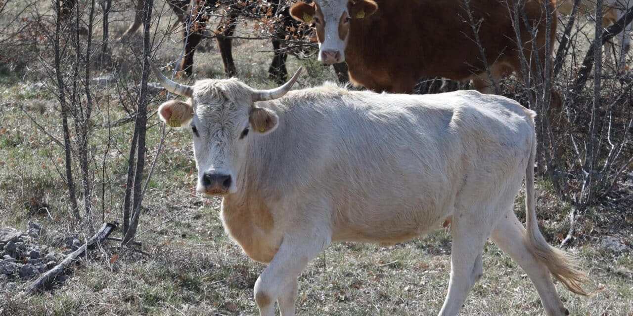 Krave i goveda na slobodnoj ispaši u šibenskom zaleđu