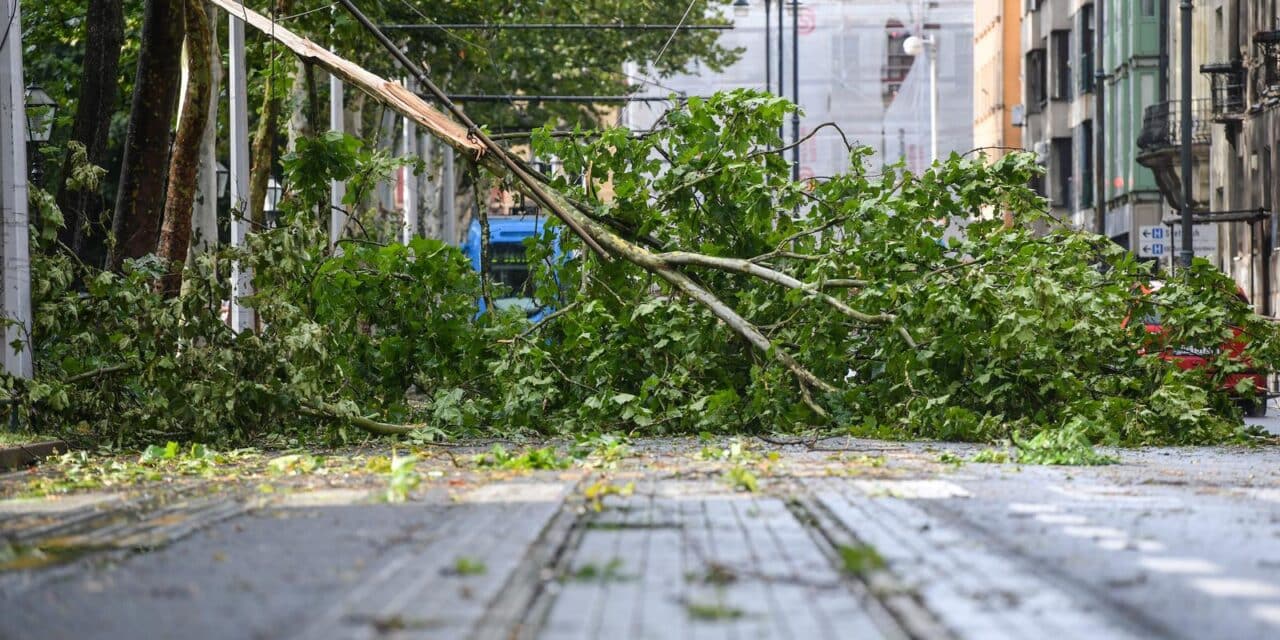 Zagreb: Stablo palo na tramvajsku prugu na Trgu Franje Tuđmana