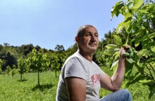 Marija Bistrica: Ivan Plaščar uzgaja indijanske banane na jednoj od najvećih plantaža u Europi