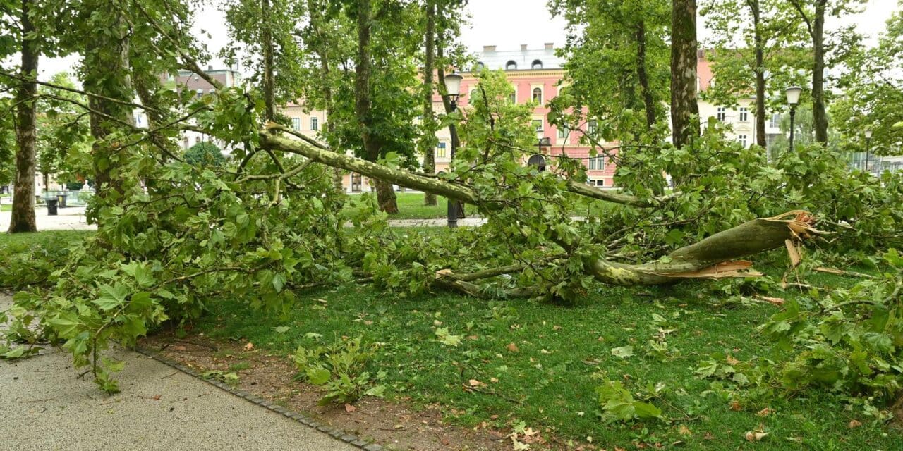 Ljubljana: Snažan vjetar rascijepio je stablo kod Kongresnog trga
