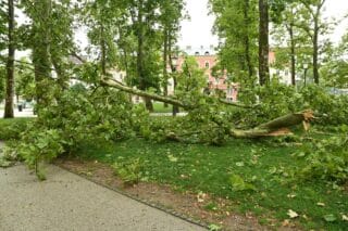 Ljubljana: Snažan vjetar rascijepio je stablo kod Kongresnog trga