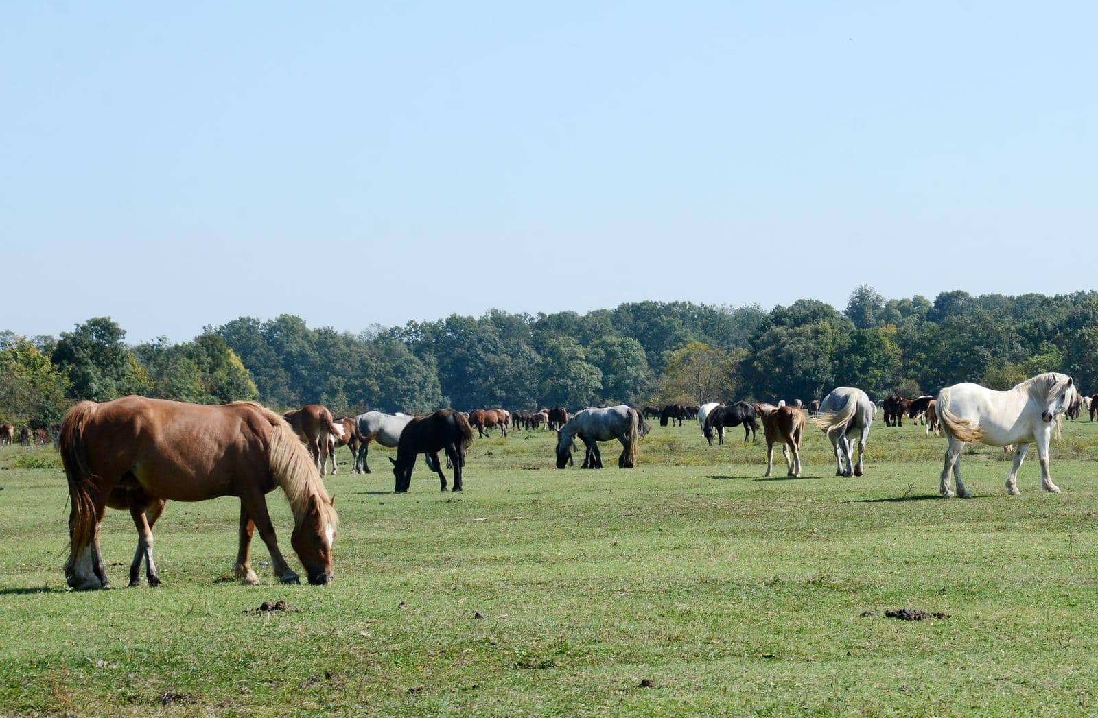 Glina: Odransko polje