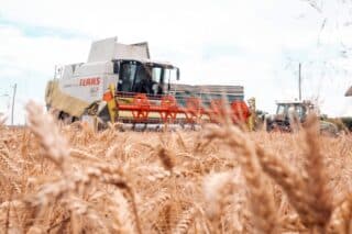 Žetva pšenice u Murskoj Soboti