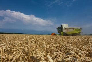 Grabovac: Žetva pšenice u punom jeku na polijma u vlasnistvu tvrtke Belje