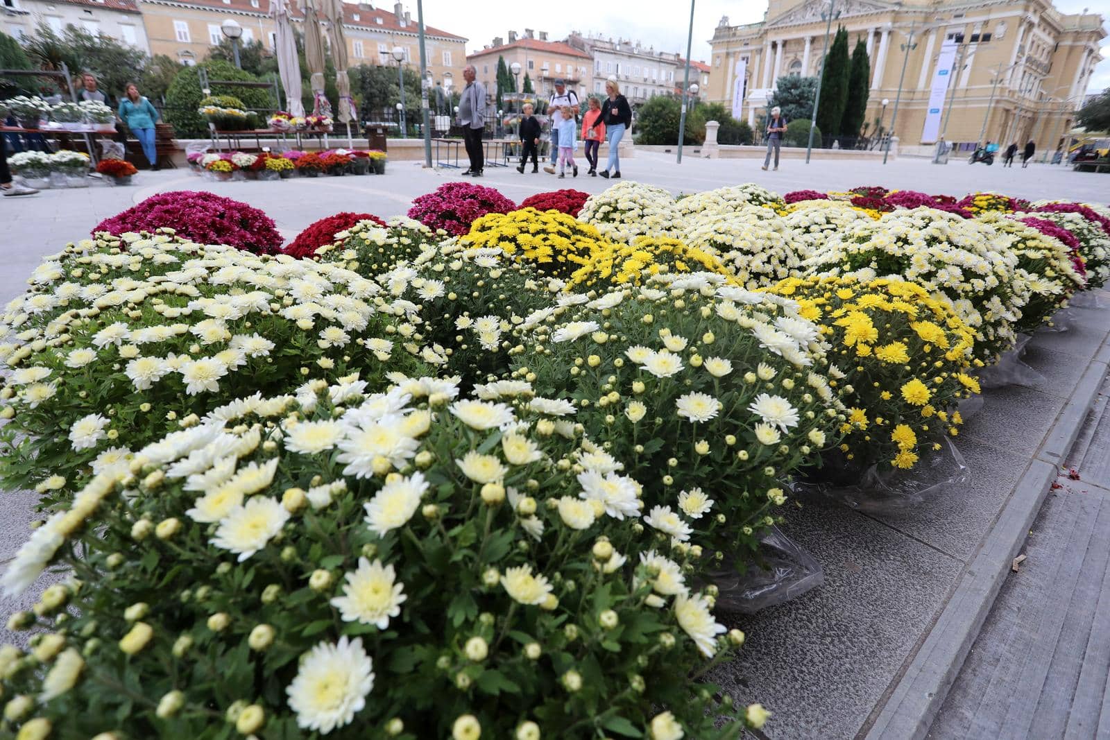 Rijeka: Počela prodaja krizantema uoči blagdana Svih svetih