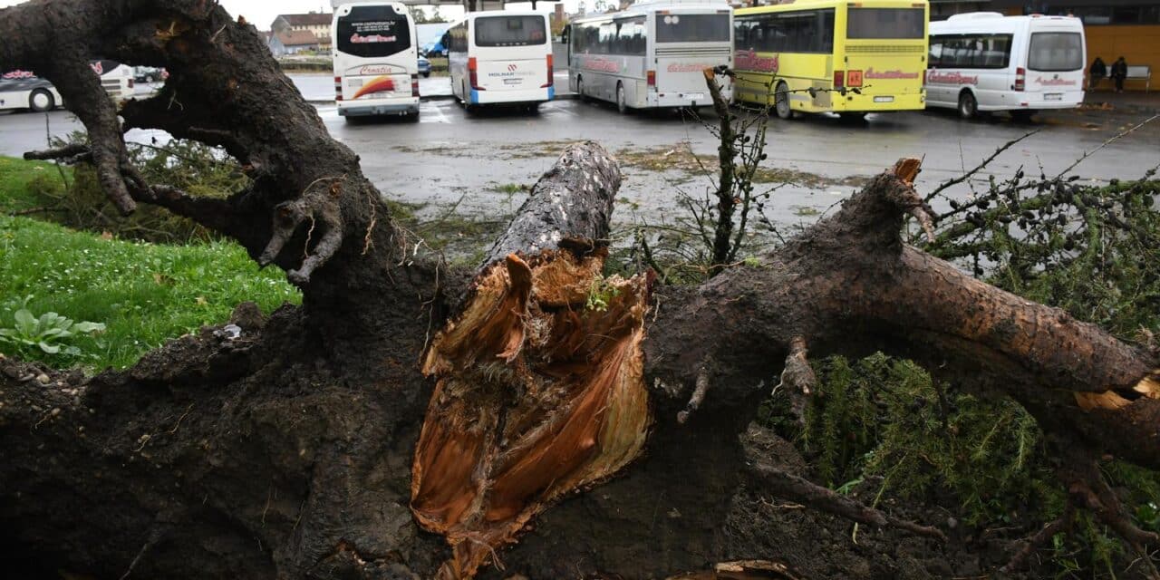 Bjelovar: Uslijed jakog nevremena i vjetra stablo bora iščupano je iz korijena, te je palo na autobus