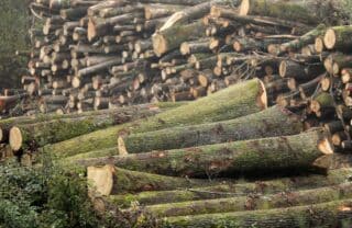 Zagreb: Priprema drva za ogrijev