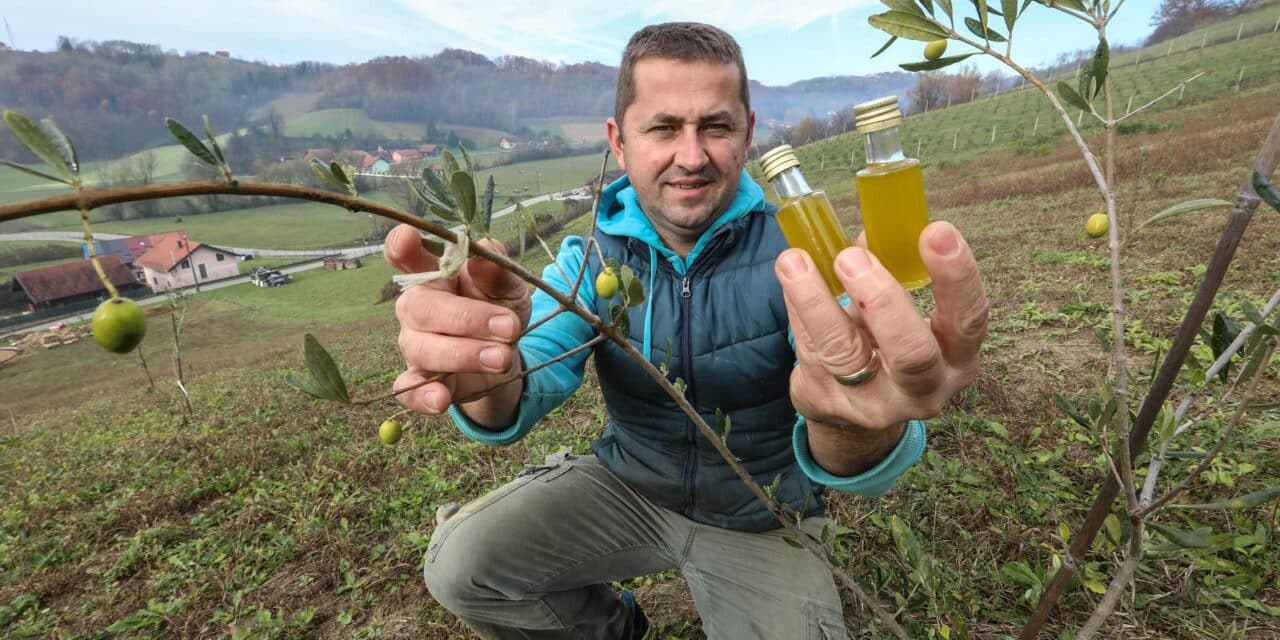 Miro je nedavno u Zagorju posadio maslinik, a sada je napravio i prvo zagorsko maslinovo ulje