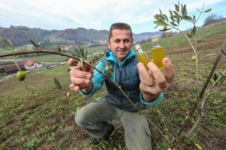 Miro je nedavno u Zagorju posadio maslinik, a sada je napravio i prvo zagorsko maslinovo ulje