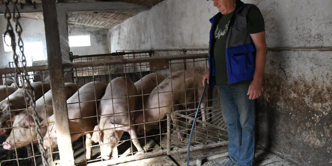 Otrovanec: Uzgajivač Marijan Sesvečan poduzeo je niz mjera za spas svojih svinja