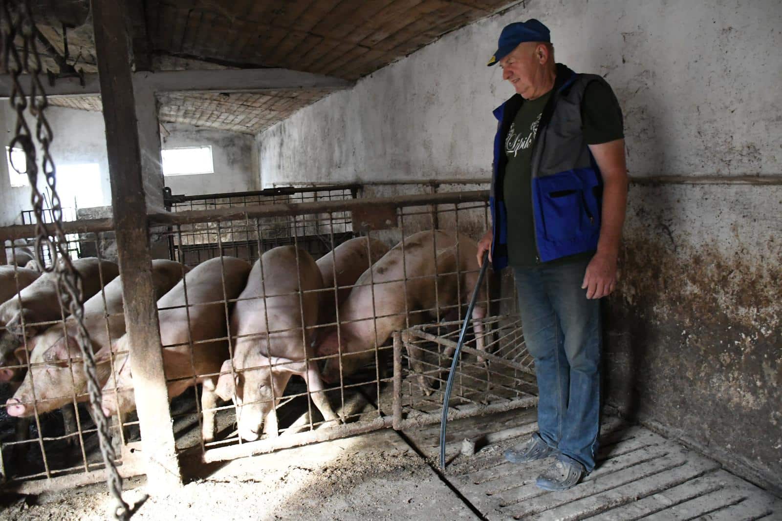 Otrovanec: Uzgajivač Marijan Sesvečan poduzeo je niz mjera za spas svojih svinja
