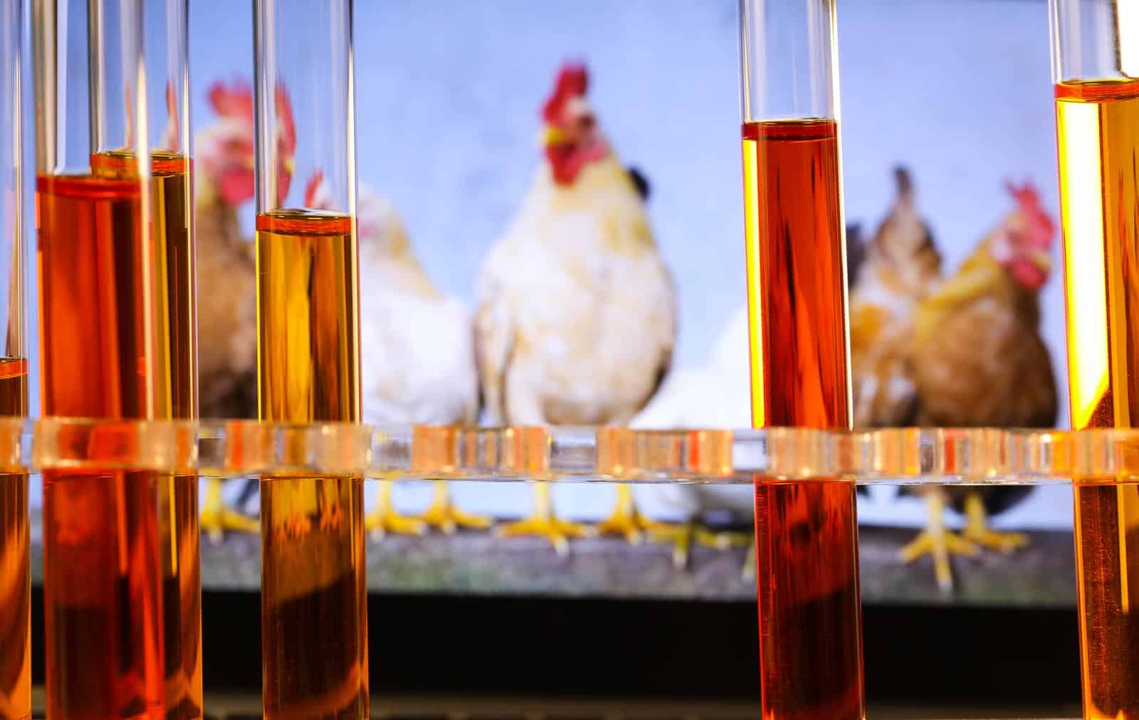 Ilustracija, laboratorij za testiranje na H5N1