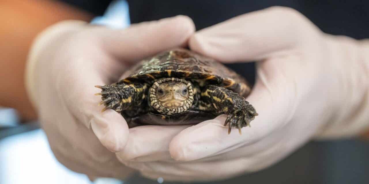 Zagreb: Obilježavanje 99. godišnjice osnutka Zoološkog vrta Grada Zagreba