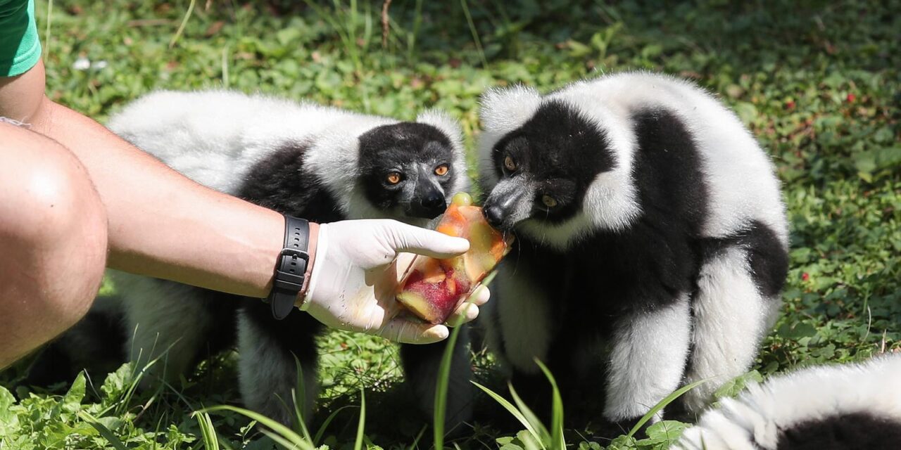 Zagreb: Lemuri se rashladili sladoledom u Zoološkom vrtu