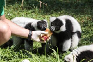 Zagreb: Lemuri se rashladili sladoledom u Zoološkom vrtu