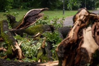 Zagreb: Posljedice noćašnjeg nevremena u parku Maksimir