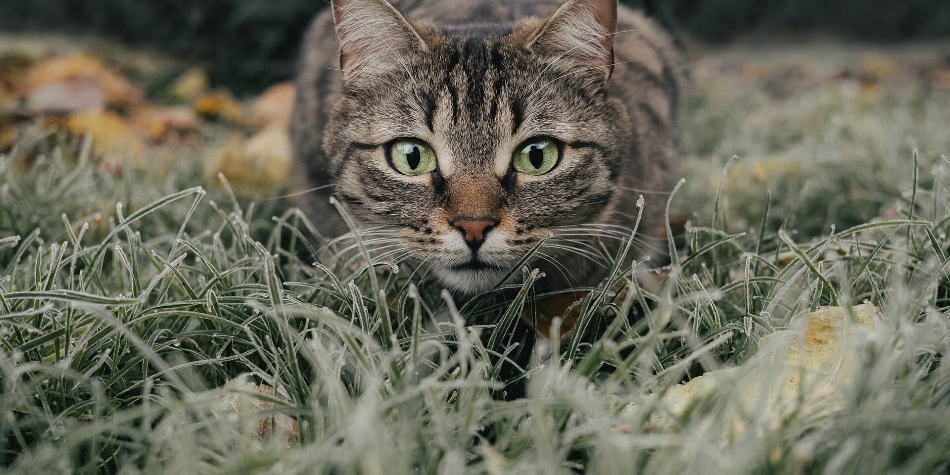 cat-5778777_1920