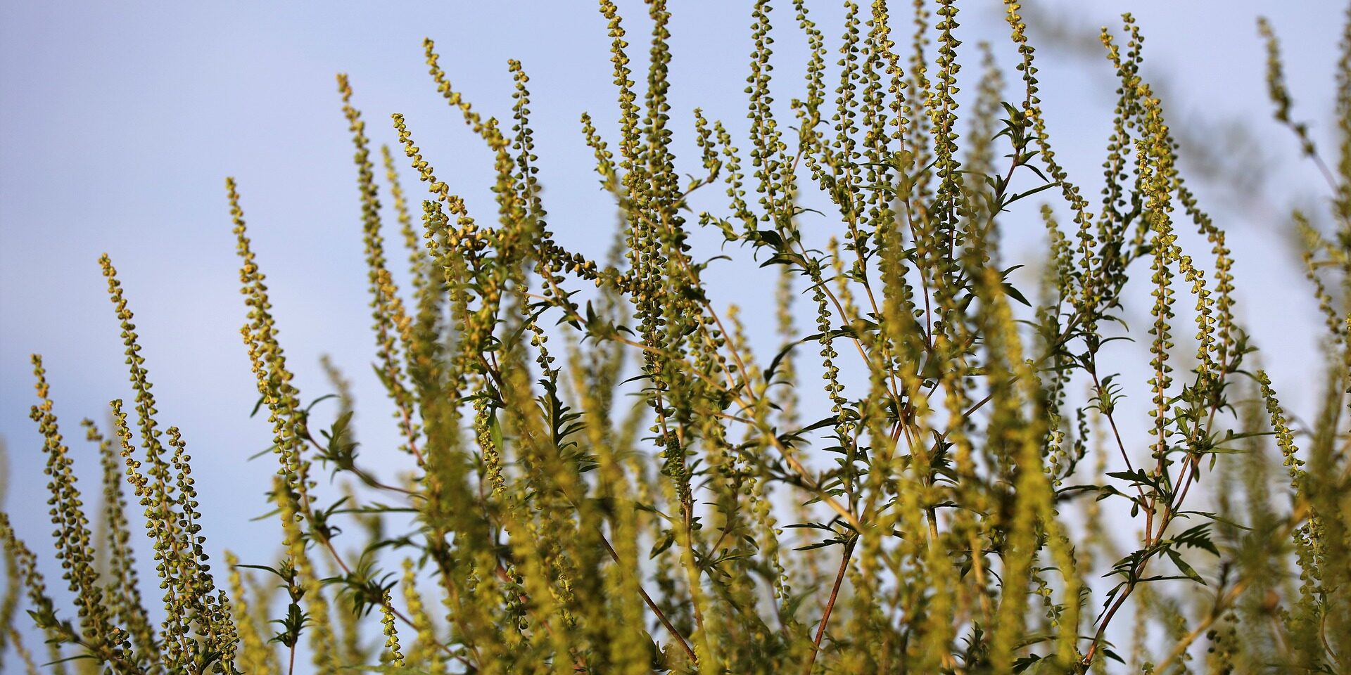 common-ragweed-7430352_1920
