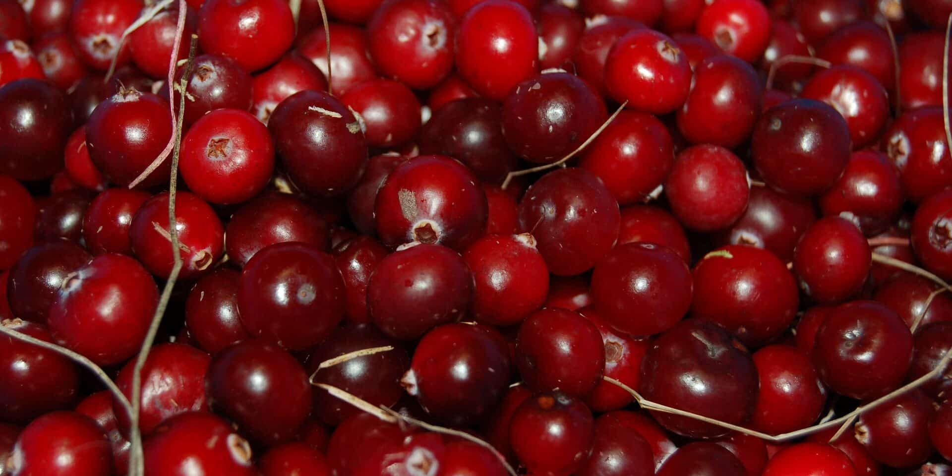 cranberry-1714174_1920