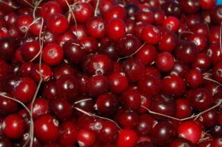 cranberry-1714174_1920