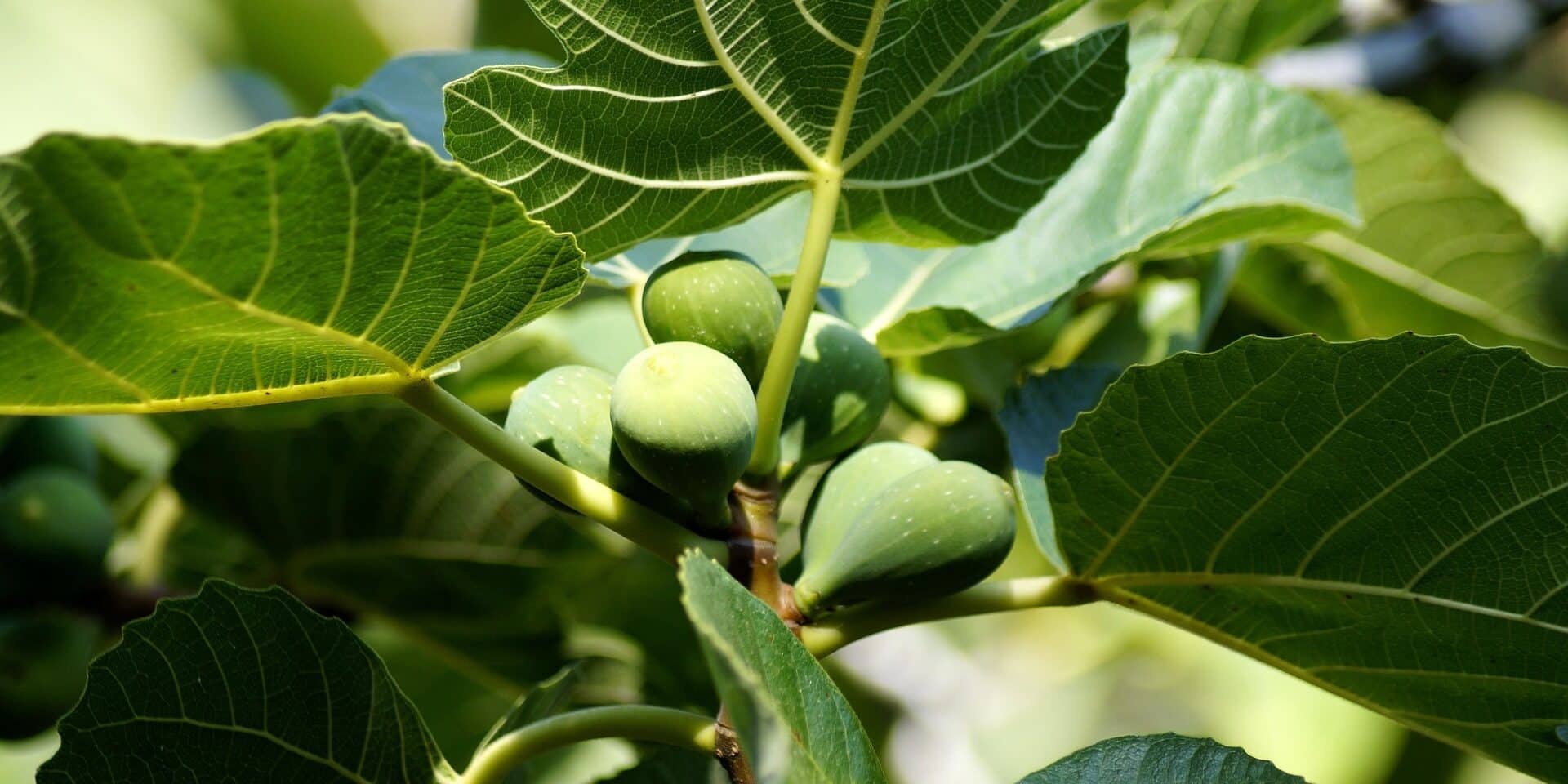 fig-tree-4432033_1920