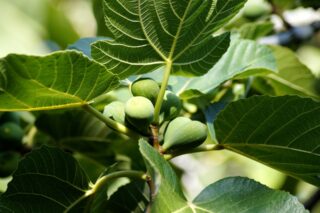 fig-tree-4432033_1920