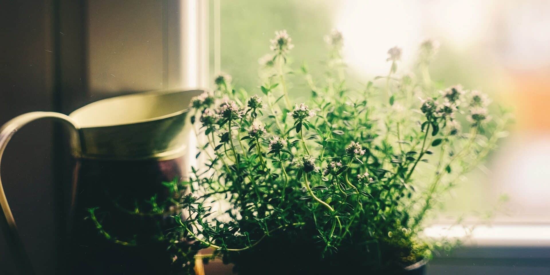 flower-4064358_1920
