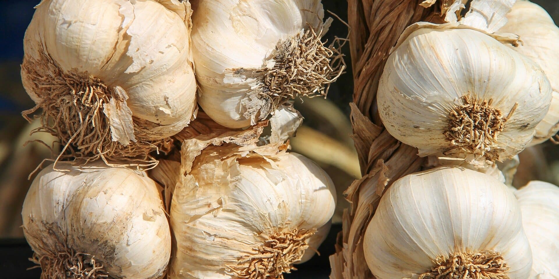 garlic-3747176_1920