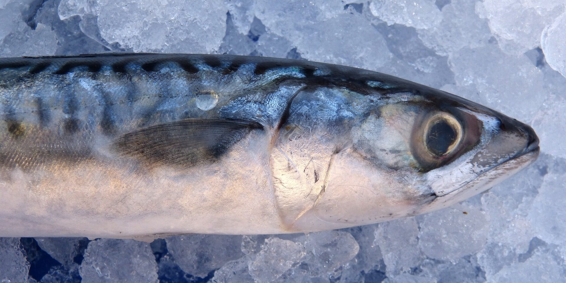 mackerel-1139778_1920