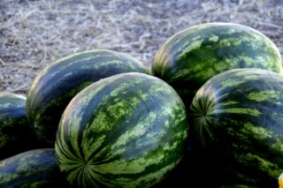 watermelon-1077677_1920