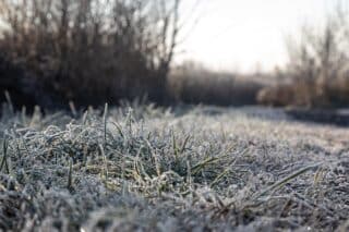 Zbog niskih temperatura mraz prekrio nisko raslinje i travu