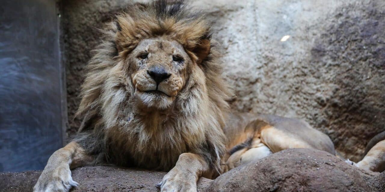 U zagrebačkom ZOO-u uginuo osamnaestogodišnji lav Leo