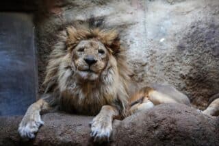 U zagrebačkom ZOO-u uginuo osamnaestogodišnji lav Leo