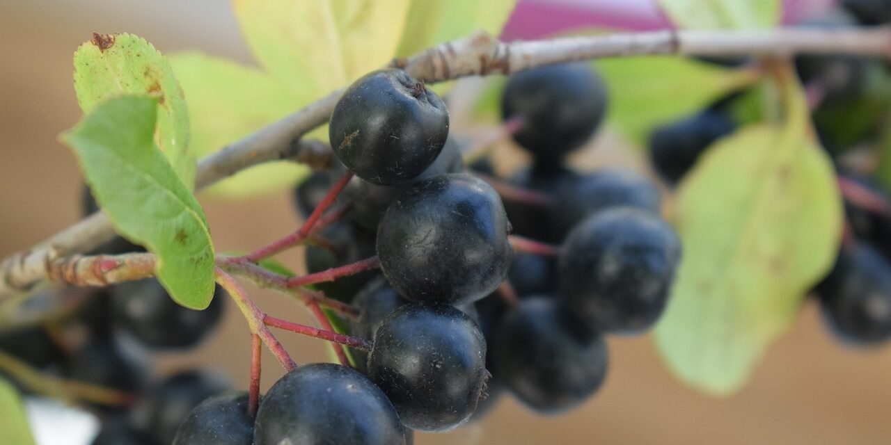 aronia-4494852_1280