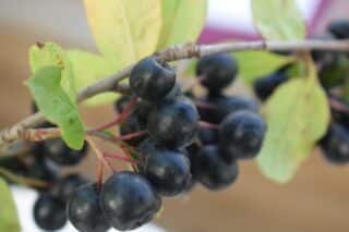 aronia-4494852_1280