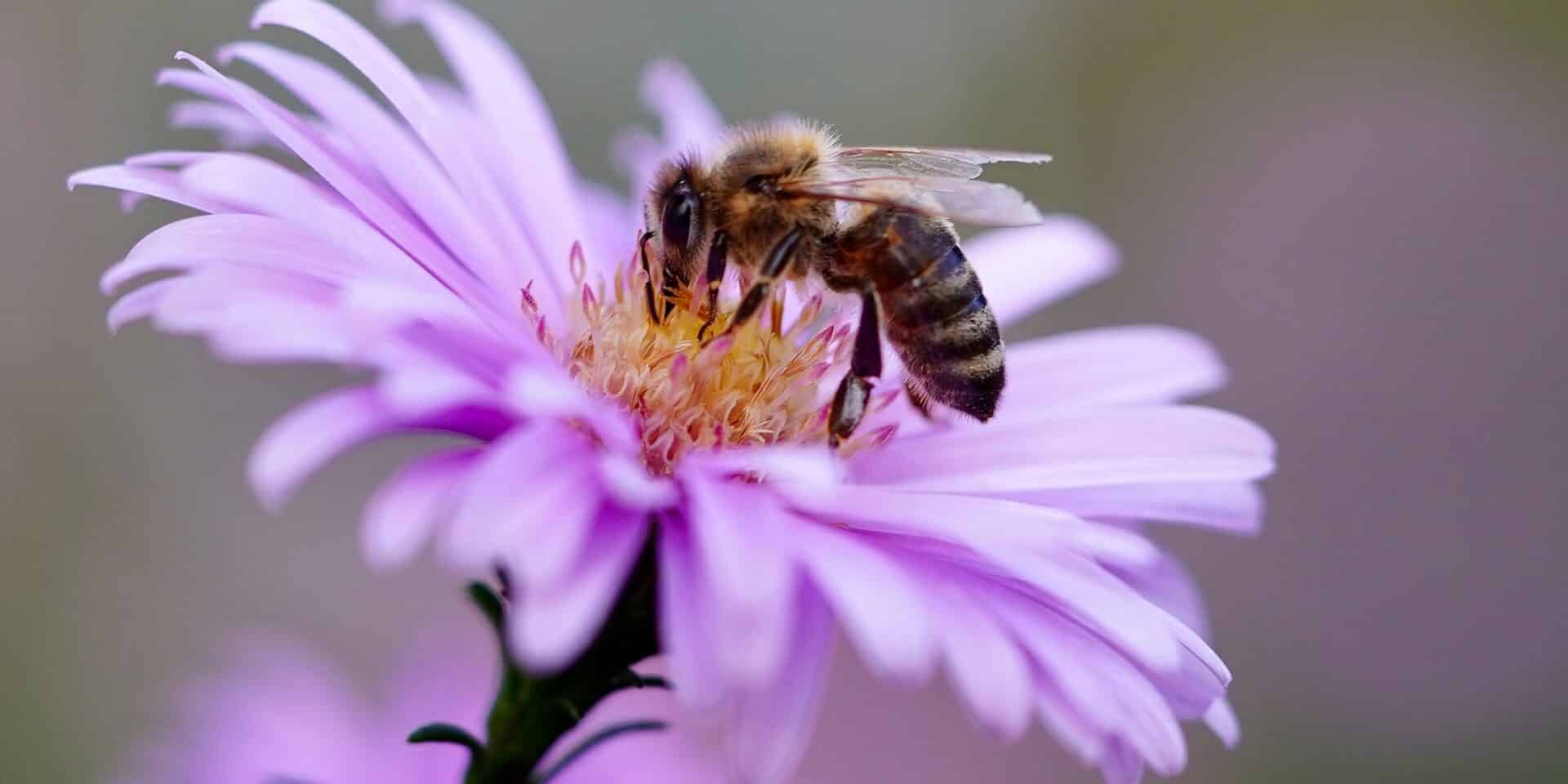 bee-5618012_1920