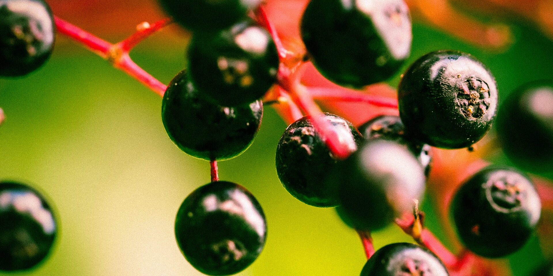 berry-949061_1920