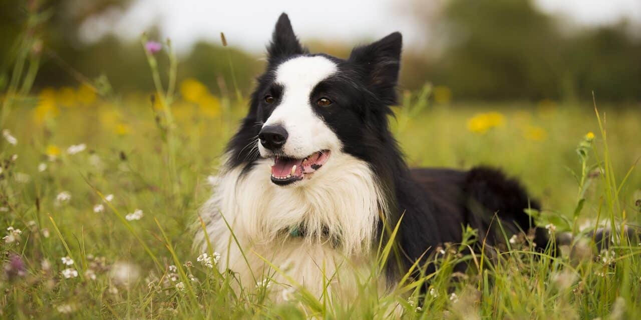 pas border collie