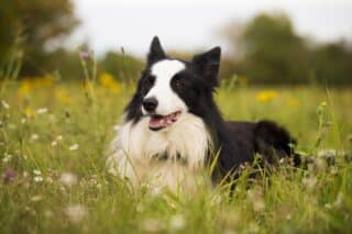 pas border collie