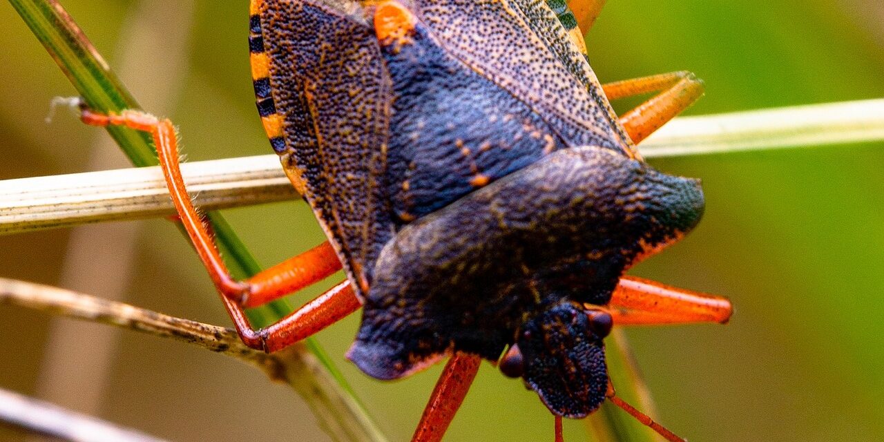 bug-7456827_1920