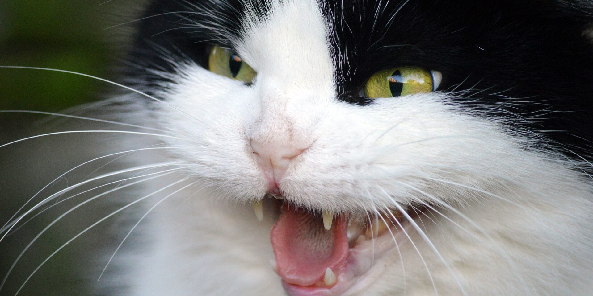 cat-7511712_1920