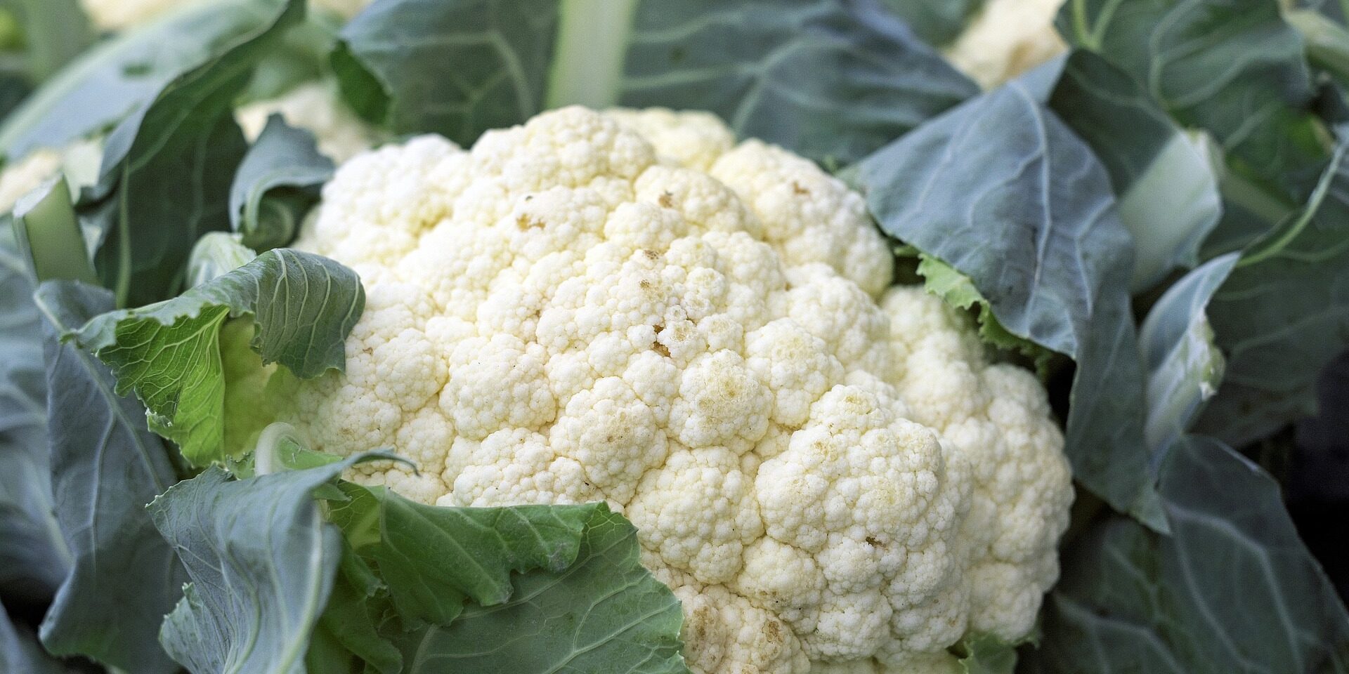 cauliflower-1465732_1920