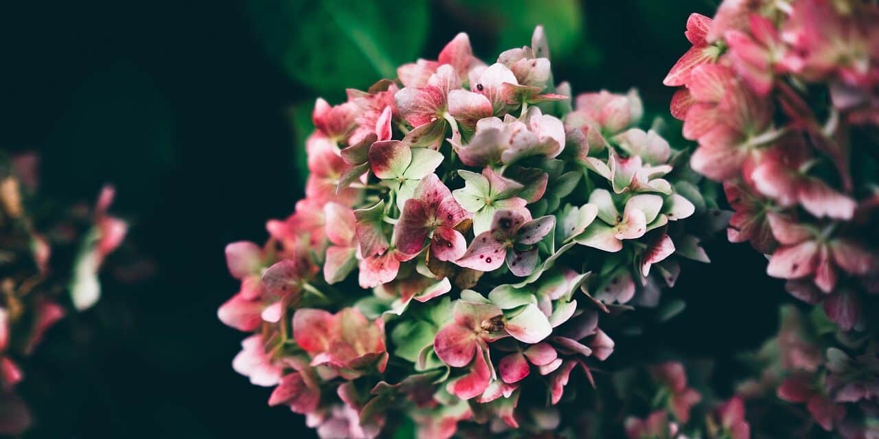 flowers-1841063_1280