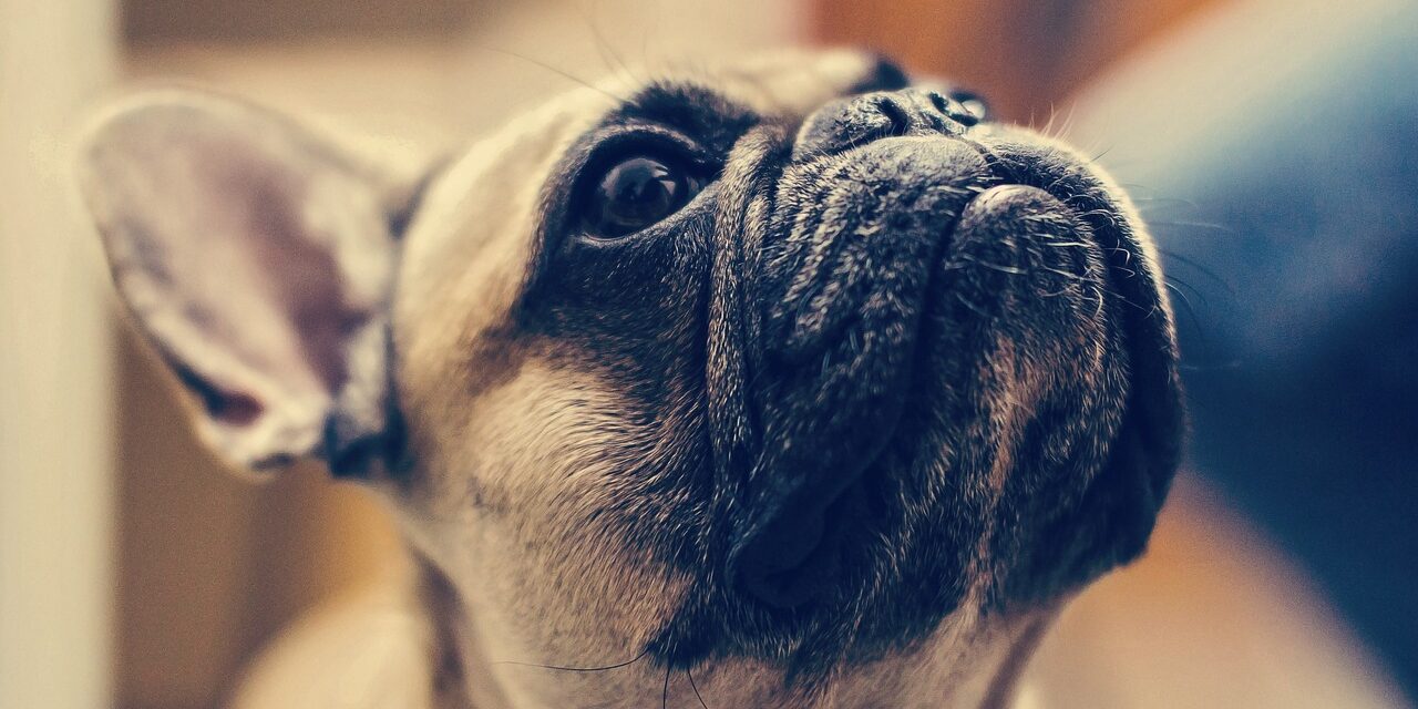francuski buldog